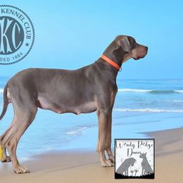 Sccy (Sky) - Great Dane