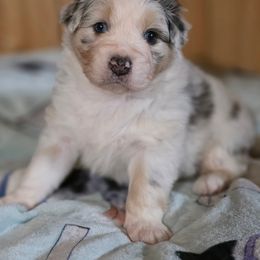Flake - Blue merle female Australian Shepherd puppy in Kenton, Tennessee from Carrotwood Australian Shepherds