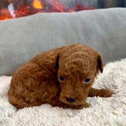Christopher Robin - Red  male Goldendoodle puppy in Pensacola, Florida from Goldendoodles Love You in Pensacola Friend Edition