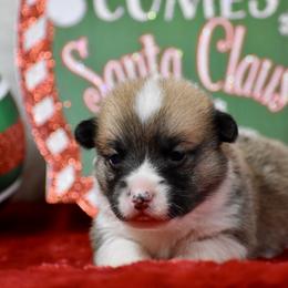 Holly - Sable female Pembroke Welsh Corgi puppy in Gober, Texas from Trigger Time Kennels