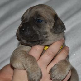 Yellow - Gray and fawn female Cane Corso puppy in Sault Ste Marie, Michigan from Willow Creek Cane Corsos