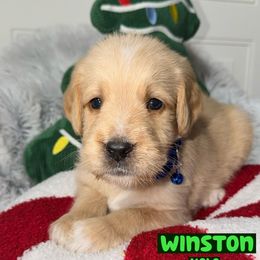 Winston - Red male Labradoodle puppy in Beecher, Illinois from Erica’s Doodles