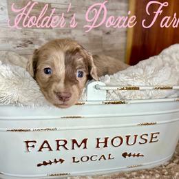 Aurora - Dapple female Dachshund puppy in Atwood, Oklahoma from Holder’s Doxie Farm
