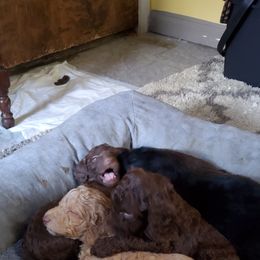 Poodle Puppies from Polly Wally Doodles and Poodles