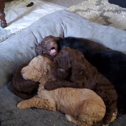 Poodle Puppies from Polly Wally Doodles and Poodles