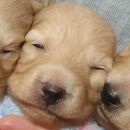 Wendy - Cream female Dachshund puppy in Cypress, Texas from Cypress Dachshunds