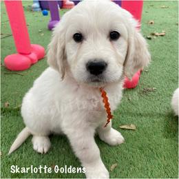 Hilary (orange) - Golden Retriever puppy from Skarlotte Goldens