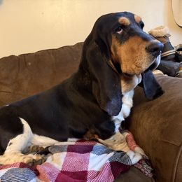 Jasper - Basset Hound