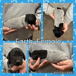 Earth - Black roan female German Shorthaired Pointer puppy in Pierz, Minnesota from RFP Pointers German Shorthaired Pointers