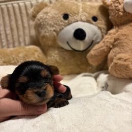 Ambrose - Black and tan male Yorkshire Terrier puppy in Illinois from Pretty Little Yorkies