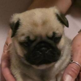 Vixen-Pink Collar - Fawn female Pug puppy in New Braunfels, Texas from Kex Pug Haus