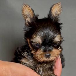 Louis - Black and gold male Yorkshire Terrier puppy in San Diego, California from BC Breeders Association