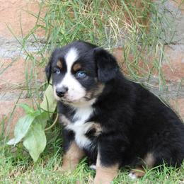 Marshall - male Miniature Australian Shepherd puppy in Sonoita, Arizona from Gardner Canyon Kennels