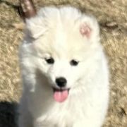 American Eskimo Dogs from Mauzey Eskies