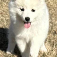 American Eskimo Dogs from Mauzey Eskies