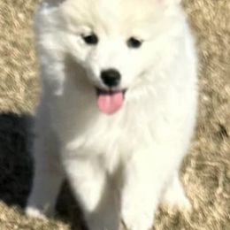 American Eskimo Dogs from Mauzey Eskies