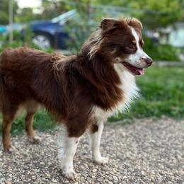 Roger - Miniature Australian Shepherd