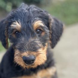 Airedale Terriers from Airedales of Myriad Ranch