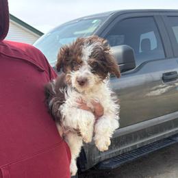 Archie - Red tri-color male Aussiedoodle puppy in Hopkins, Missouri from Mowry Creek Mini Aussiedoodles and More