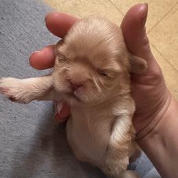 Leni - Liver and white female Shih Tzu puppy in Las Vegas, Nevada from Vegas Shih Tzus