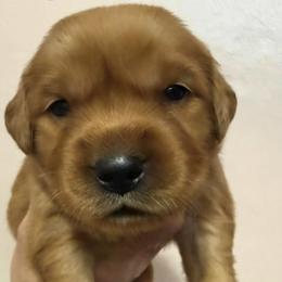 Cedar - Golden male Golden Retriever puppy in Portland, Oregon from Joyfully Golden