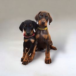 Doberman Pinscher Puppies from Ranchers Companion Doberman Kennel
