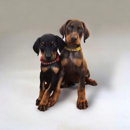 Doberman Pinscher Puppies from Ranchers Companion Doberman Kennel