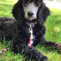Poodle Puppies from McJare's Puppy Palace