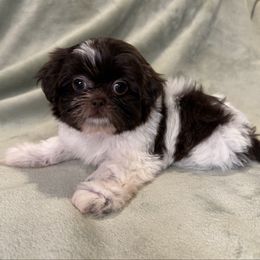 Alfredo - Liver and white male Shih Tzu puppy in California from Boodaboo Shih Tzu’s