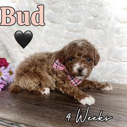 Bud - Red  male Goldendoodle puppy in Runaway Bay, Texas from Green Ranch Doodles
