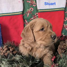 Stuart - Dark golden male Golden Retriever puppy in Parker, Colorado from Legacy Ranch Golden Retrievers