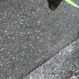 German Shepherds from Stoebear Shepherds