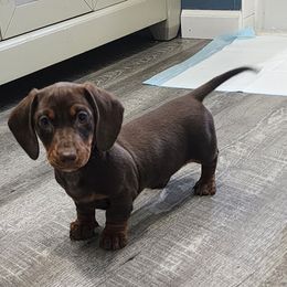 Romeo - Chocolate and tan Dachshund puppy in Eatonville, Washington from Fritz Family Friends