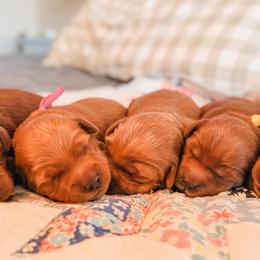 Goldendoodles from Patriot Lane Pups