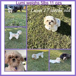 Shih Tzu Puppies from LaDawn’s Little Lions