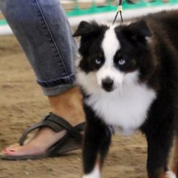 Walter - Toy Australian Shepherd