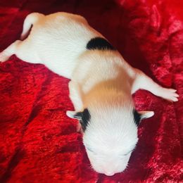 Dixon - male Chihuahua puppy in Framingham, Massachusetts from Boston Chi Chis