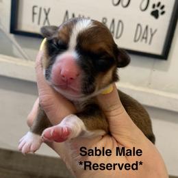 Winston - Sable and white male American Corgi puppy in Scio, Oregon from Abundant Joy Corgis