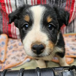 Black tri - Black tri female Miniature Australian Shepherd puppy in Park Hills, Missouri from Valintina's MAS