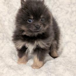 Auggie - Blue and tan male Pomeranian puppy in Danielsville, Georgia from PassionatePomPoms