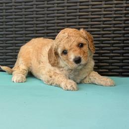 Girl 1(pink collar) - Cream female Goldendoodle puppy in Weston, Florida from Lucky's Poodle & Doodles