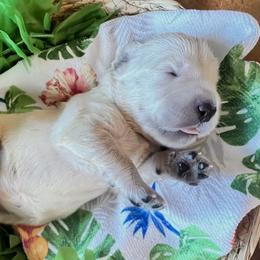 Pink collar - Light golden female Golden Retriever puppy in Ingleside, Texas from Sweetbay Goldens