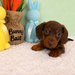 Dachshund Puppies from Bear Creek Mini Dachshunds
