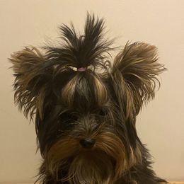 Yorkshire Terriers from Fur Fairy Yorkies