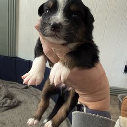 Tri color - Black tri-color male Australian Shepherd puppy in Oneida, Tennessee from Miller's Legacy Natural Australian Shepherds - Full Tails & Dewclaws!