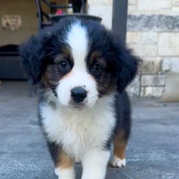 Yeti - Black tri male Miniature American Shepherd puppy in Florseville, Texas from Ashber Farm