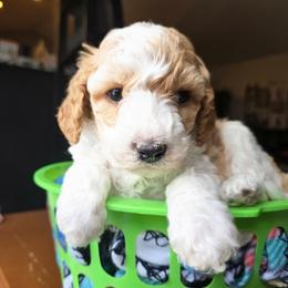 Charm - Red male Cavapoo puppy in Blackfoot, Idaho from Draper Mountain Doodles