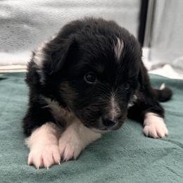 Girl 5 - Black white and tan female Shetland Sheepdog puppy in Pensacola, Florida from Nancy Barger's Siberian Huskies