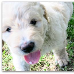 Goldendoodle Puppies from COTTAGE DOODLES