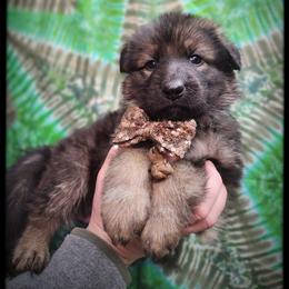 Harry - Sable male German Shepherd puppy in Fort Jennings, Ohio from Von Holtzapple German shepherds